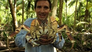 British Indian Ocean Territory – coconut crabs [upl. by Leahcimaj]