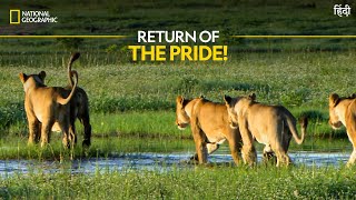 Return of the Pride  Africa’s Deadliest  Nat Geo Wild [upl. by Mariele505]