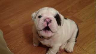 Bentley the Bulldog Puppy is fussy [upl. by Stine]