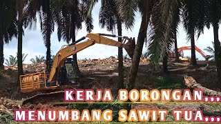 BEKO EXCAVATOR CATERPILLAR REPLANTING  CHIPPING OIL PALMS [upl. by Sarina12]