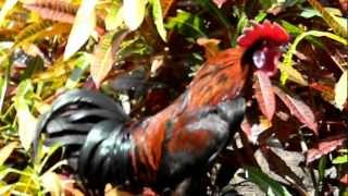 Ayam Ketawa  laughing chicken [upl. by Guadalupe]