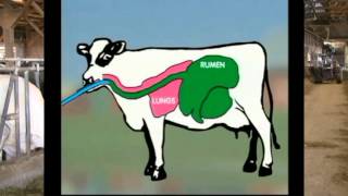 How to Drench a Cow  Six Simple Steps [upl. by Ephrem]