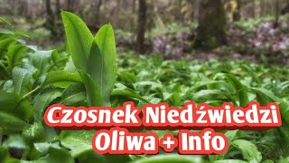 605 Oliwa Z Czosnku Niedźwiedzkiego amp Informacje [upl. by Ydoow]