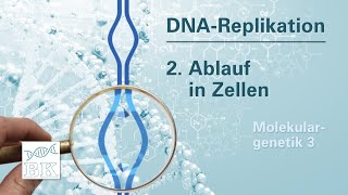 Molekulargenetik 3 DNAReplikation – Ablauf in Zellen [upl. by Edmondo806]