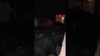 Hauling Cattle To Town cwelitecowhorses beef angus ranching GloryToGod [upl. by Jeremiah]