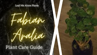 Fabian Aralia Stump Polyscias scutellaria Plant Care Guide  For Beginners [upl. by Hiltner105]