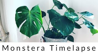 Monstera Deliciosa Time Lapse [upl. by Rosaleen401]