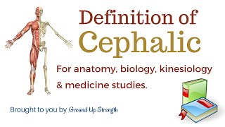 Cephalic Definition Anatomy Biology Kinesiology Medicine [upl. by Maiocco]