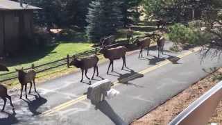 Elk Rut in Estes Park Colorado [upl. by Brendis661]