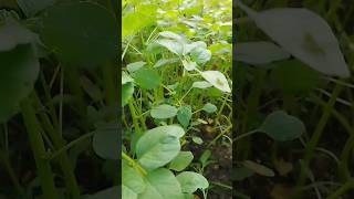 Harvest fresh organic winter season vegetablesyoutube shortvideo [upl. by Fennie]