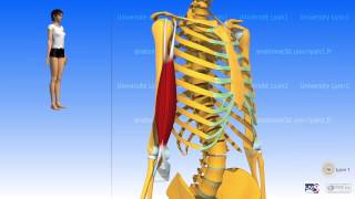 The biceps brachii [upl. by Philly305]