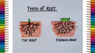 Root System Diagram Easy  How to Draw Tap Root and Fibrous Root step by step  Types of Roots [upl. by Enohs583]