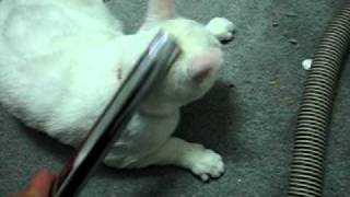 Vacuuming Belle the Cat [upl. by Stryker178]