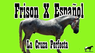 Frisón X Español El Warlander 🐴Del Cerro Soy [upl. by Ainelec]