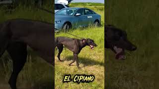 greyhound beautiful puppy pets greyhound bus australia uk ireland italian dog greyhound puppy [upl. by Tav422]