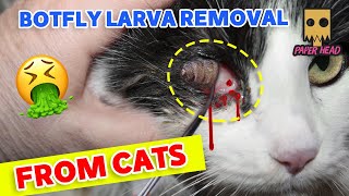 botflybotfly removal from animalsbotfly removal from kittenResue poor kittenbot flybotflies [upl. by Ludovick]