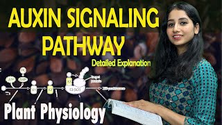 AUXIN SIGNALING PATHWAY II PLANT HORMONE II Plant Physiology I Detailed Explanation with PYQ [upl. by Alessig]