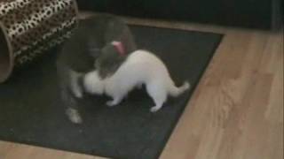 Ferret breeds cat sort of [upl. by Harol]