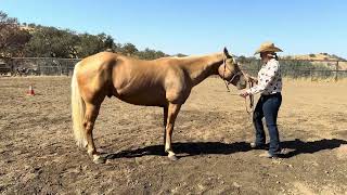 Nicole Smith  Dutton Ultimate Ranch Challenge WalkTrot Confirmation OCTOBER [upl. by Haisa396]