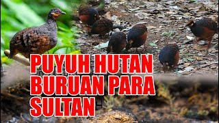 SEKARANG HARGANYA MELESATPUYUH HUTAN JADI BURUAN PARA SULTAN PROSPEK BUAT MATERI TERNAK 2024 [upl. by Noid349]