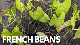 Planting French Beans [upl. by Oicnaneb]