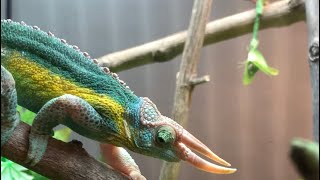 chameleon cage drainage 4kvideo chameleon reptile funnyanimal 4kvideos [upl. by Auhso527]