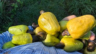 Cashew Season Is Here  Tropical Fruit  62824 [upl. by Eiramaliehs]