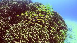 Diving Okinawa Ishigaki  沖縄県石垣島ダイビング Prime Scuba Ishigaki  Taketomi [upl. by Savinirs]