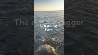 Good ole double rigger jiggler bigsalmon salmonfishing fish salmon bigjobs [upl. by Enait]