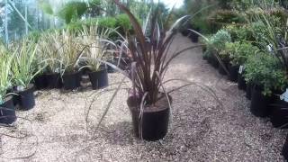 Phormium Bronze Baby at Big Plant Nursery in West Sussex UK [upl. by Alleroif162]