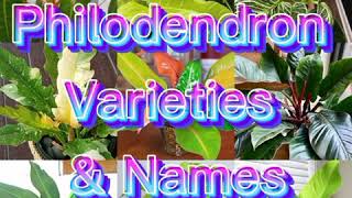 Philodendron Varieties amp Names [upl. by Allemat]