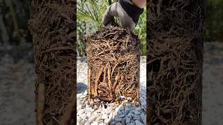 Palme Wurzel richtig umtopfen DIY Tutorial Phoenix canariensis Kanarische Dattelpalme 🌴 pflanzen [upl. by Garrek646]