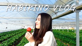 【羽曳野vlog】 ご当地バーガー🍔近つ飛鳥博物館🏢ハチミツ🐝イチゴ🍓羽曳野市河南町富田林市 [upl. by Retrak]