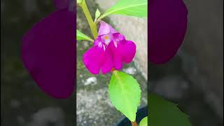 Impatiens balsamina Balsaminaceae nature trending garden forest flowers [upl. by Wenz]