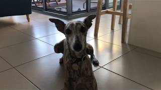 Whippet Barking at Camera [upl. by Ruthe]