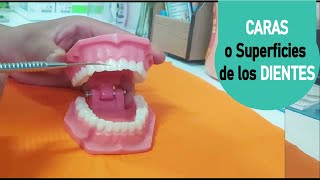 Caras o Superficies de los Dientes  Fácil 🦷 [upl. by Poland]