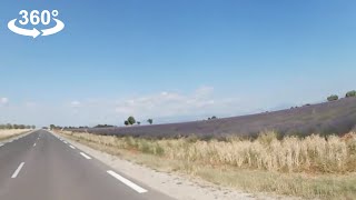 Driving around Lavender fields in Valensole Provence in Mini 360 video [upl. by Richmond]