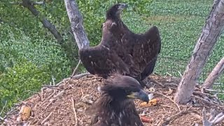 Kansas Eagles 6324 Wichita amp Cheyenne in Majestic Heraldic Pose at the Kingdom in Kansas 🦅👑🦅 [upl. by Ahsekat647]