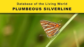 Plumbeous Silverline  Database of the Living World  DBLW [upl. by Enelhtak370]