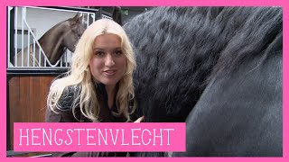 Hengstenvlecht  PaardenpraatTV [upl. by Hugibert818]