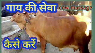 Desi Cow Sahiwal Cow Massage at Dairy Farm in India Hindi [upl. by Duax]