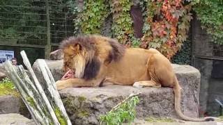 Löwenfütterung im Tierpark Ueckermünde [upl. by Nolita680]