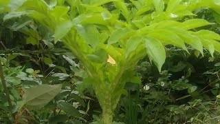 Ginataang Pungapong  How to cook Elephant foot yam  Senai Kilangu  PACHAM [upl. by Anad226]