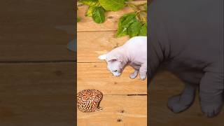 quotSphynx Cat vs Frog – Who Will Win the Showdownquot cat shorts [upl. by Alvy]