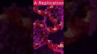 DNA Replication 😱 [upl. by Eatnhoj]