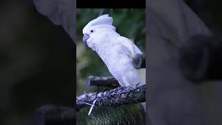 Why White Umbrella Cockatoos Dance Fascinating Facts About Their Rhythmic Moves [upl. by Ynobe]