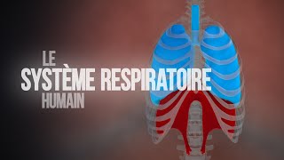 Comment fonctionne le système respiratoire humain  Animation [upl. by Mllly]