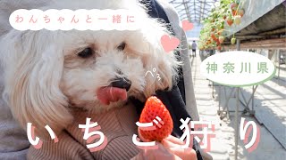 【神奈川県厚木市】はじめてのいちご狩り🐶🍓 内海いちご園【マルプー】 [upl. by Adian156]