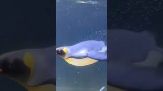 Penguins Melbourne Sea Life shortsfeed youtubeshorts australia viral melbourne [upl. by Chadbourne]