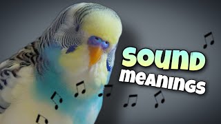 Parakeet Sounds and Their Meanings 🐦🔊 [upl. by Elane]